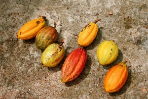 Cocoa Pods